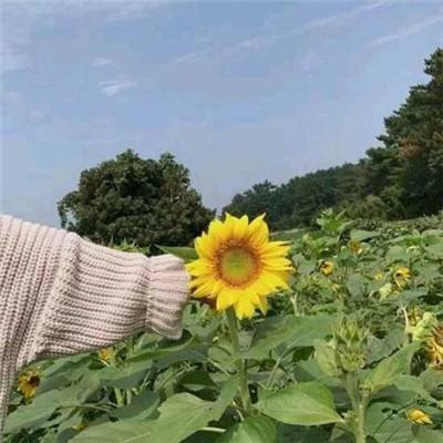 少年三国录破解版下载